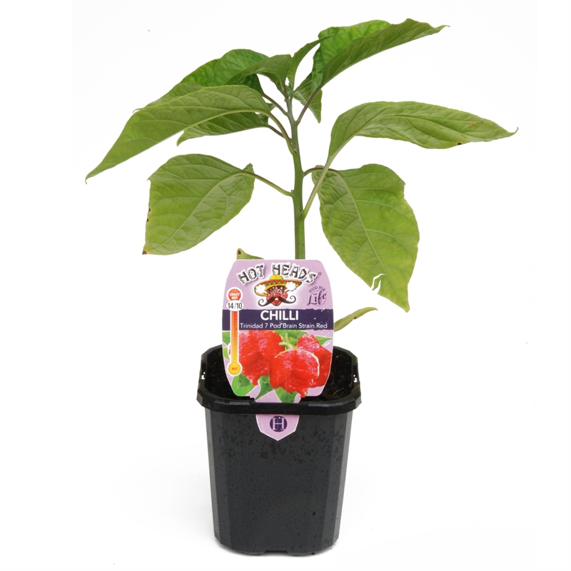 95mm Chilli Trinidad 7 Pod Brain Strain Red - Capsicum chinense