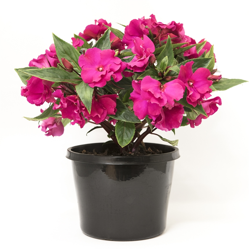 180mm New Guinea Impatien Rokoko - Impatiens hawkeri | Bunnings Warehouse