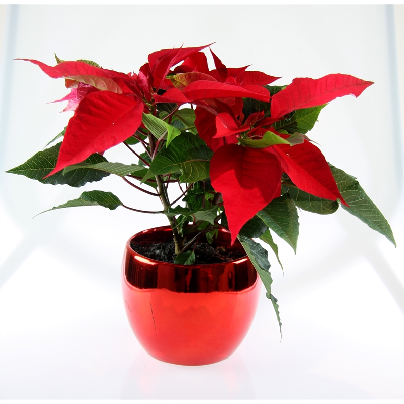 140mm Red Bauble Poinsettia With Ceramic Pot