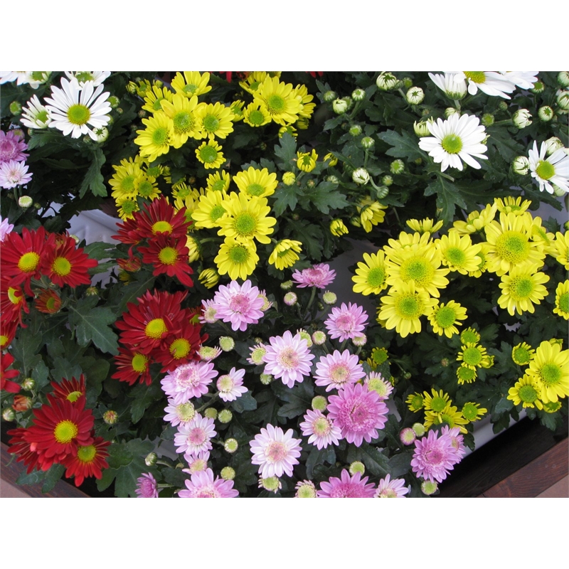 Plantchrysanthemum 140mm Festival Assorted  Bunnings Warehouse