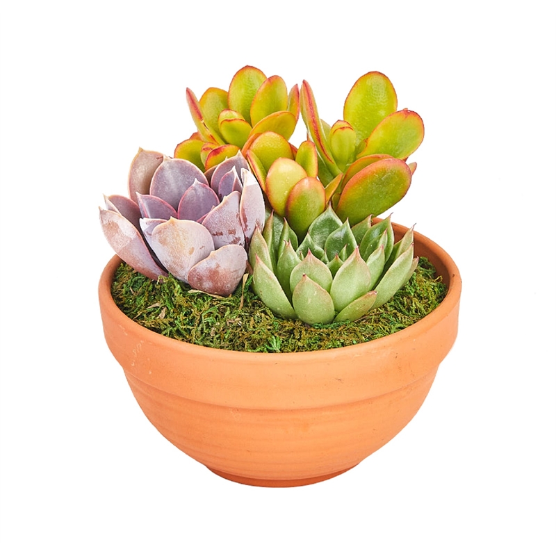 130mm Terracotta Pot With Assorted Succulent Plants 