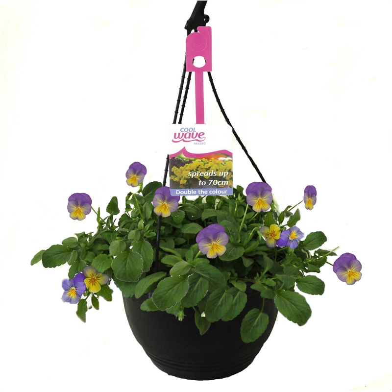 200mm Coolwave Blueberry Pansy Hanging Basket Viola wittrockiana