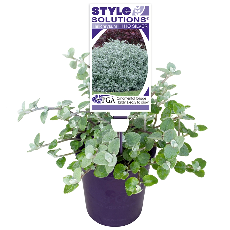 140mm Hi Ho Silver Helichrysum petiolare Bunnings Warehouse