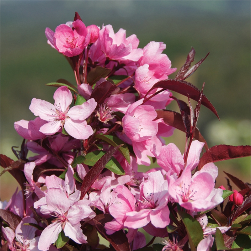 Malus 'Shotizam' Showtime Crab Apple