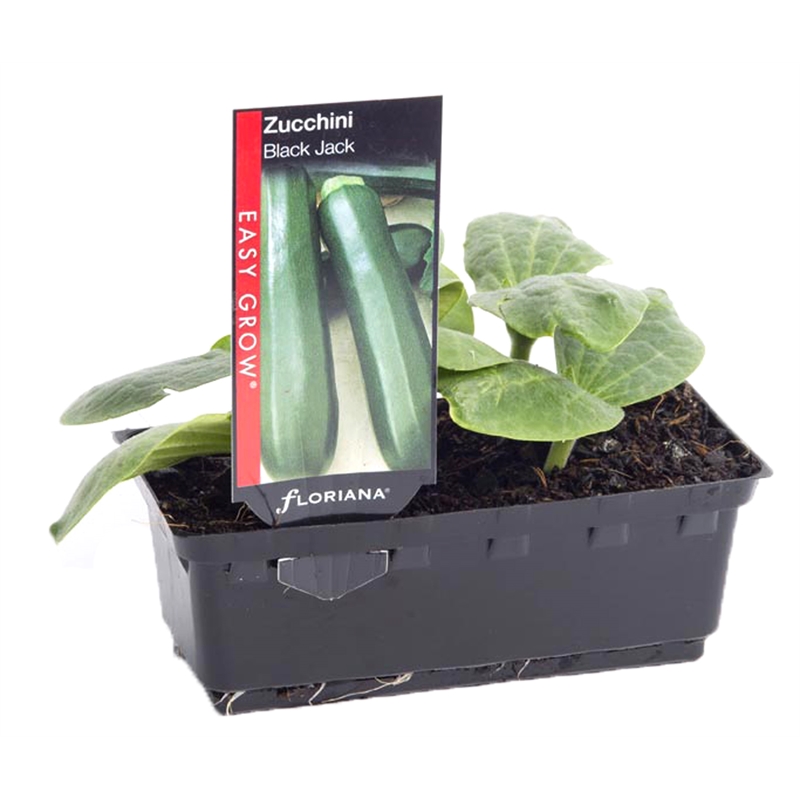 80mm Zucchini Black Jack Cucurbita pepo Bunnings Warehouse