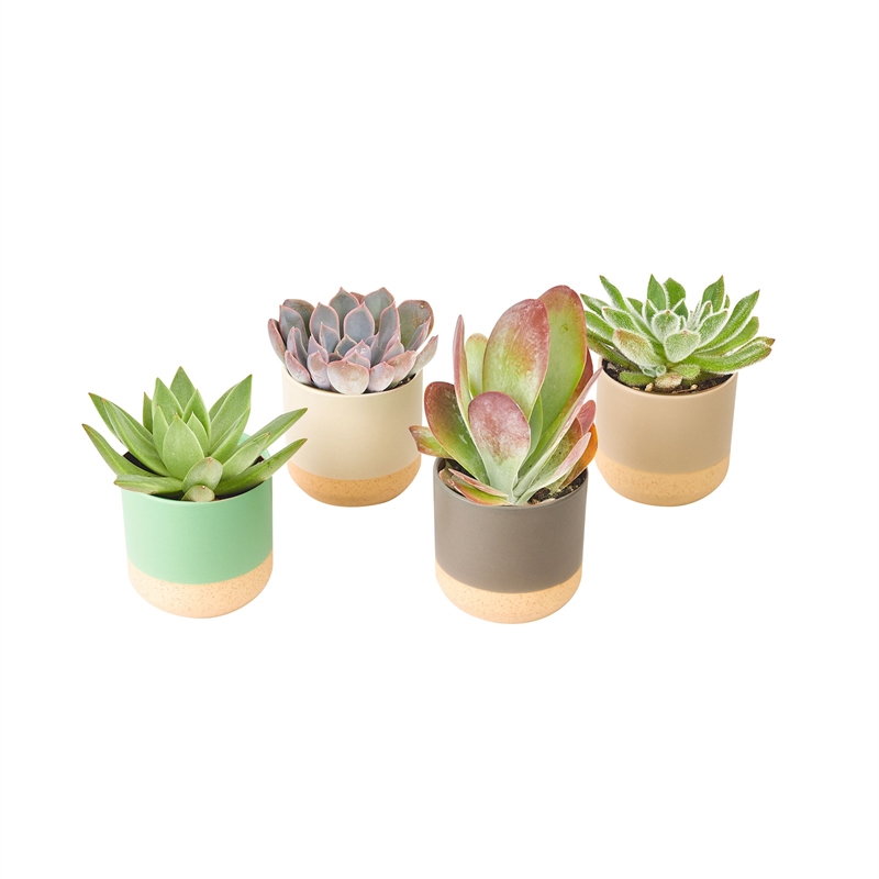 65mm Succulent With Two Tone Ceramic Pot Bunnings Warehouse