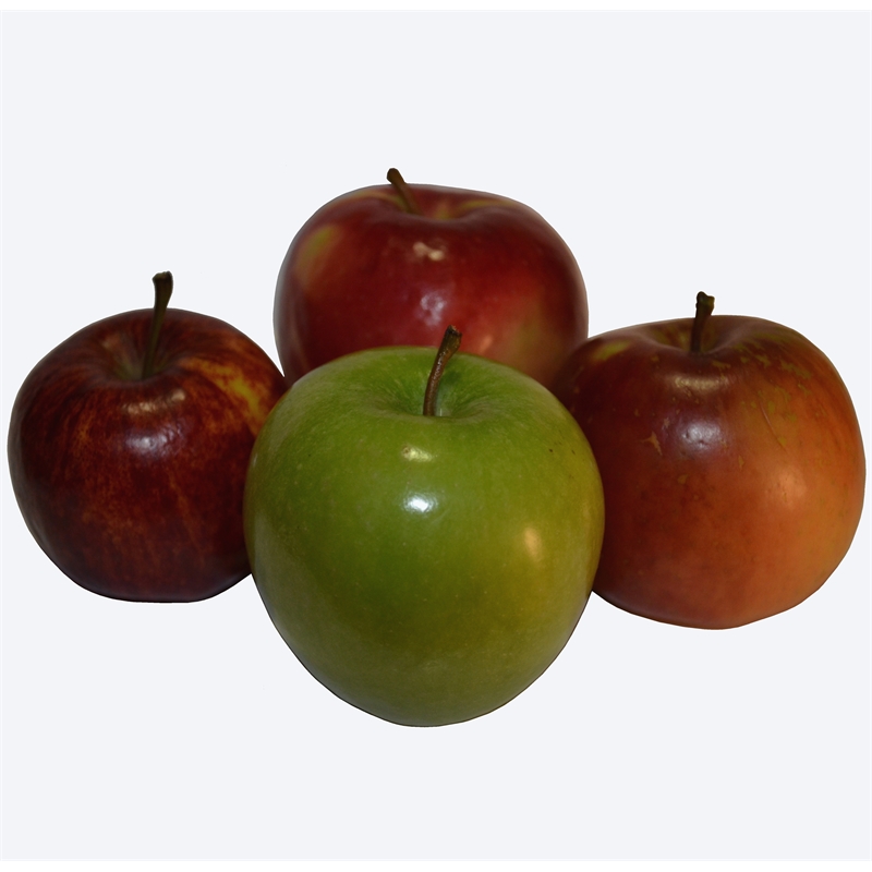 500mm Assorted Apple Espalier Malus domestica Bunnings Warehouse