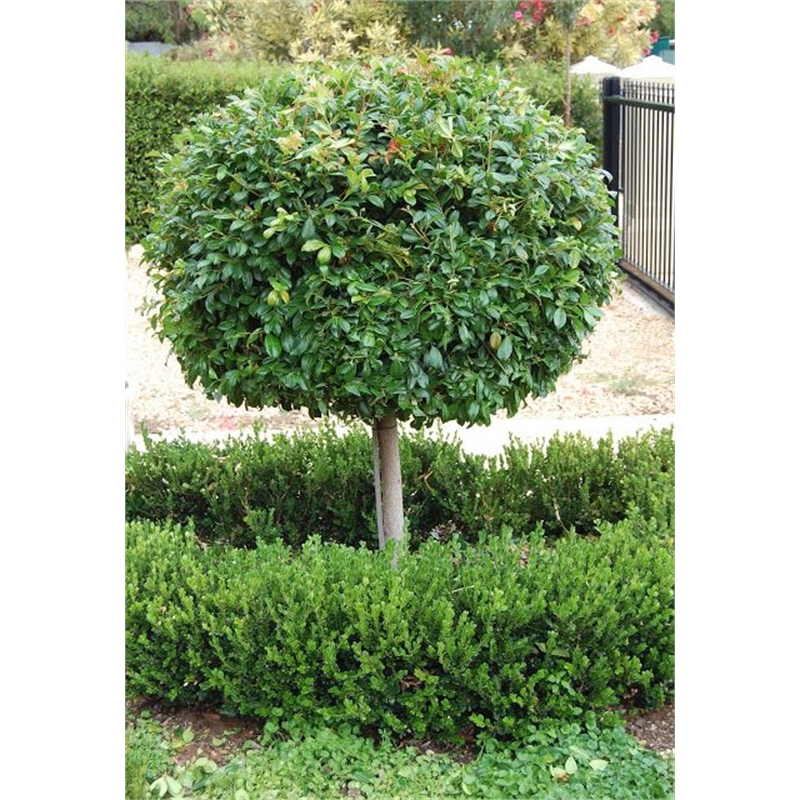 250mm-lilly-pilly-syzygium-varieties-bunnings-warehouse