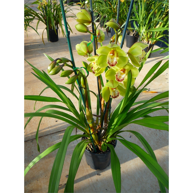 175mm 1 Spike Cymbidium Orchid