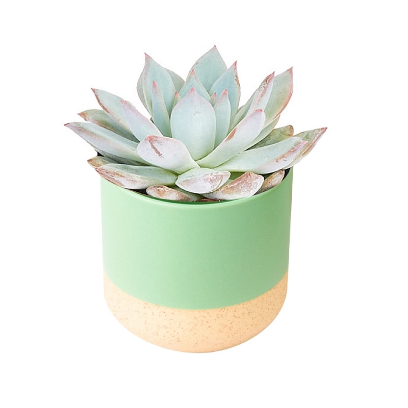 65mm Succulent With Two Tone Ceramic Pot Bunnings Warehouse