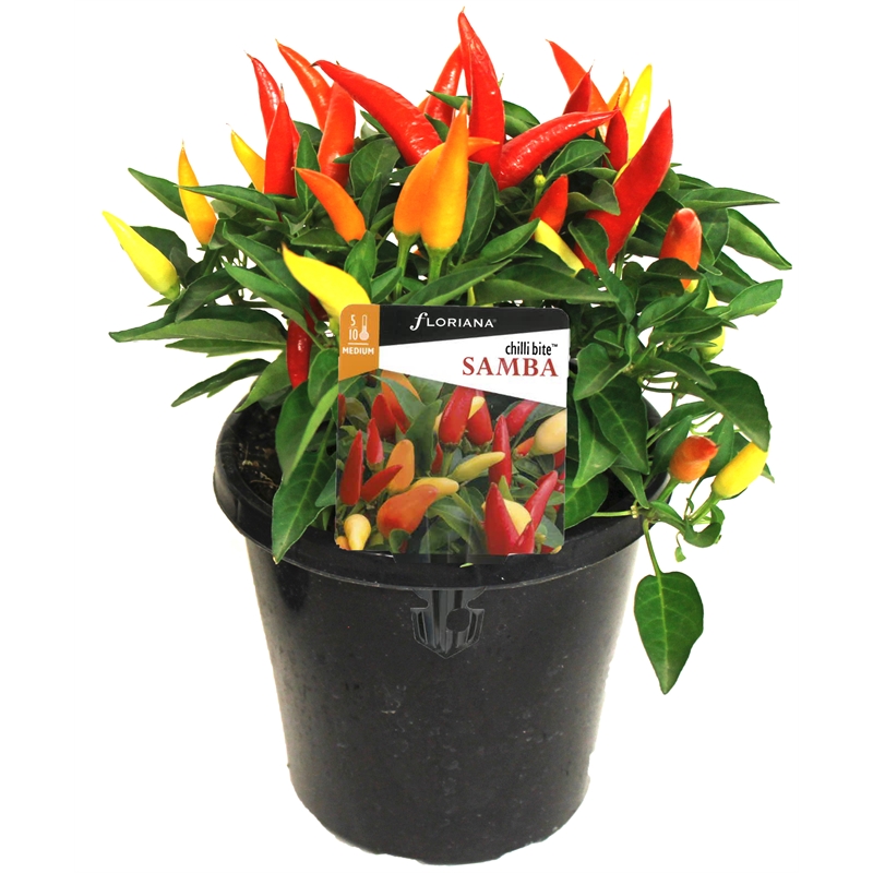 150mm Chilli Bite Samba Capsicum annuum F1 Bunnings Warehouse