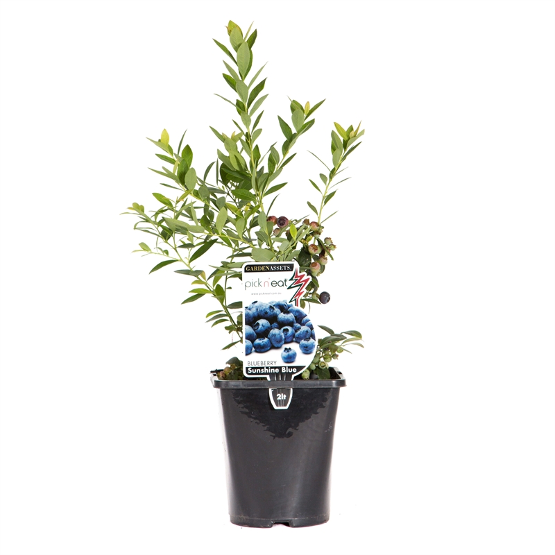 250mm Sunshine Blue Blueberry - Vaccinium Corymbosum | Bunnings Warehouse