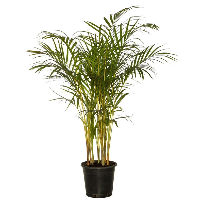 Image result for golden cane palm
