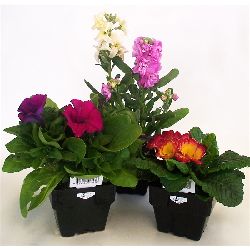 100mm Assorted Potted Plants Bunnings Warehouse