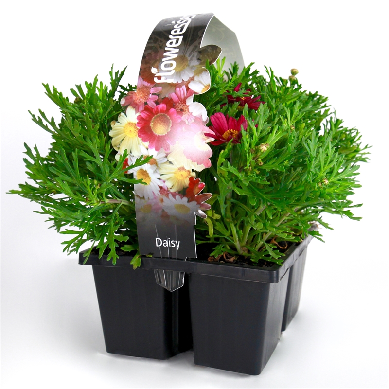 Floweressence Assorted Daisy - Argyranthemum 4 Pack | Bunnings Warehouse