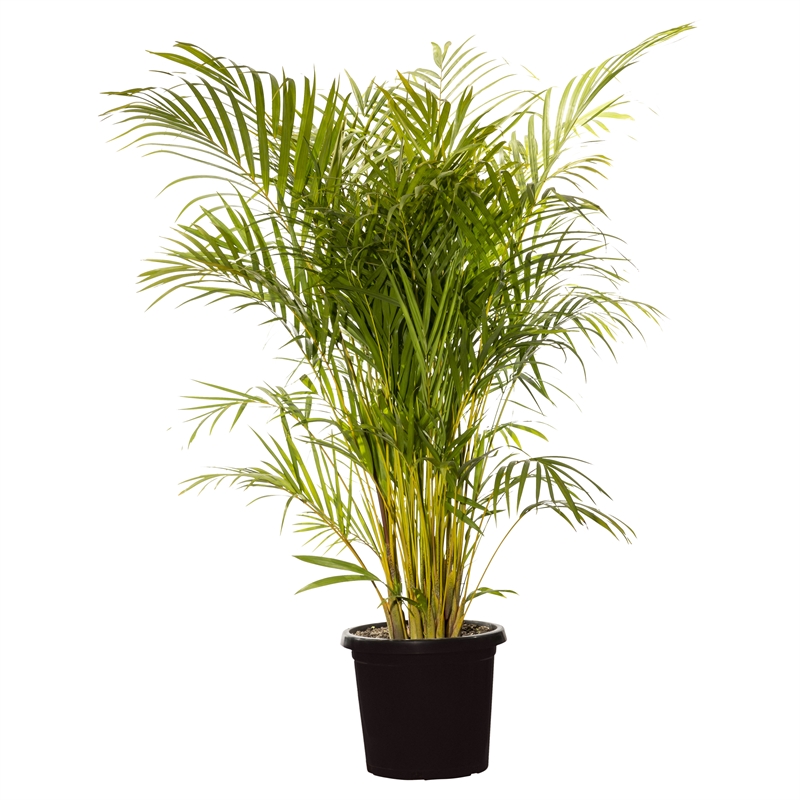 300mm Golden Cane Palm - Chrysalidocarpus lutescens | Bunnings Warehouse