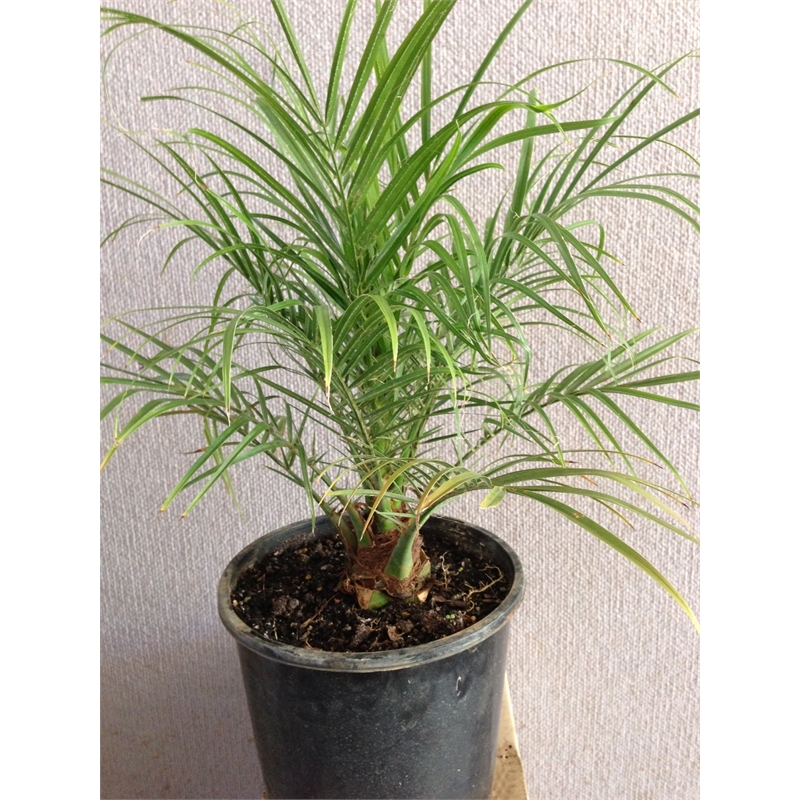  Phoenix Roebelinii Pygmy Date Palm I/N 3530669  Bunnings Warehouse