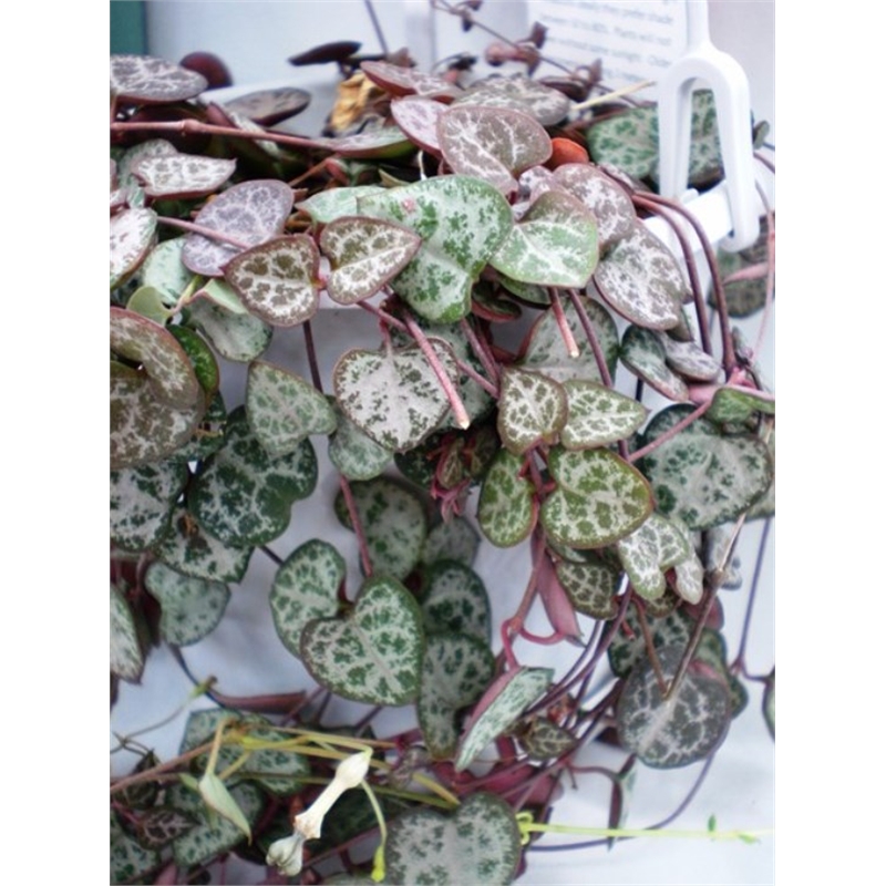 Our Range The Widest Range of Tools, Lighting & Gardening Products