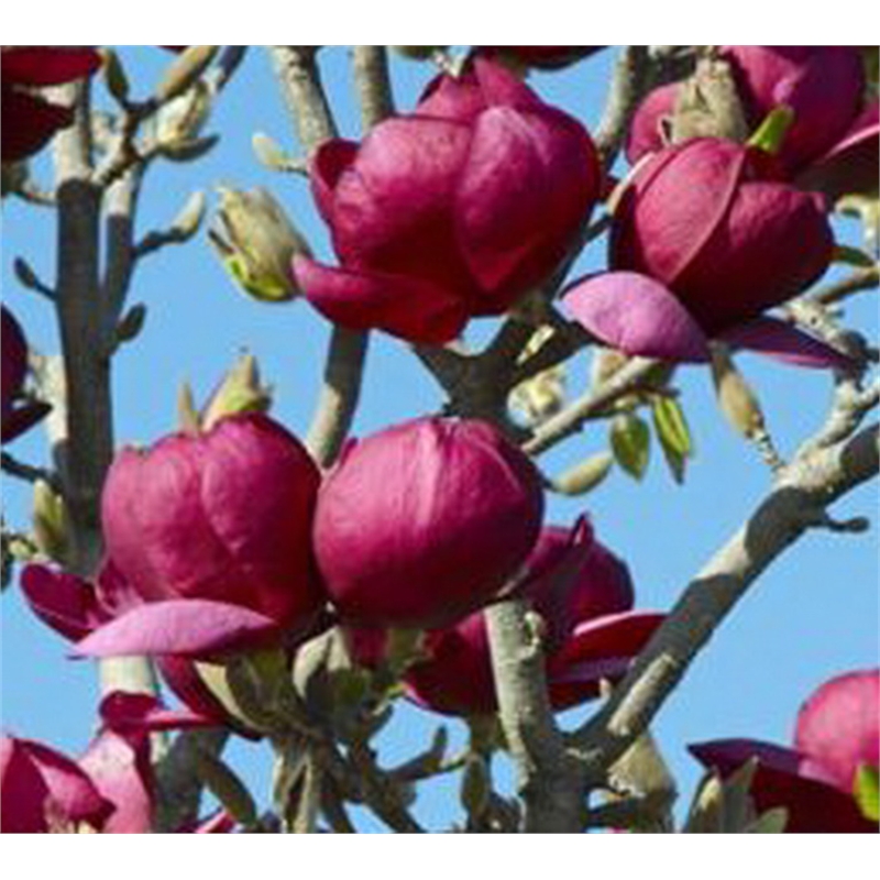 400mm Magnolia Black Tulip Bunnings Warehouse