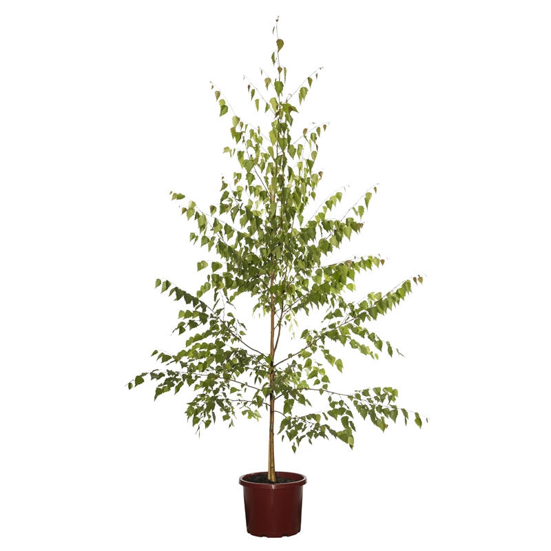 330mm Silver Birch - Betula pendula | Bunnings Warehouse