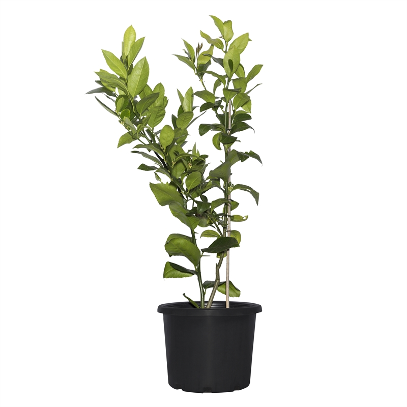 270mm Dwarf Meyer Patio Lemon Citrus lemonicious Bunnings Warehouse