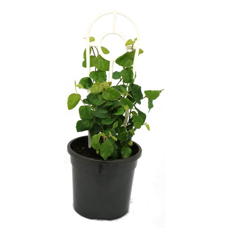 130mm Creeping Fig Ficus pumila Easy Care Range