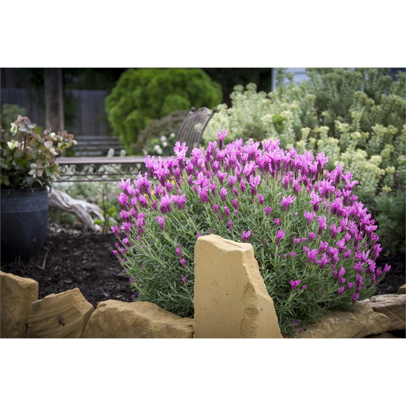 140mm The Princess Lavender  Lavandula hybrid Bunnings 