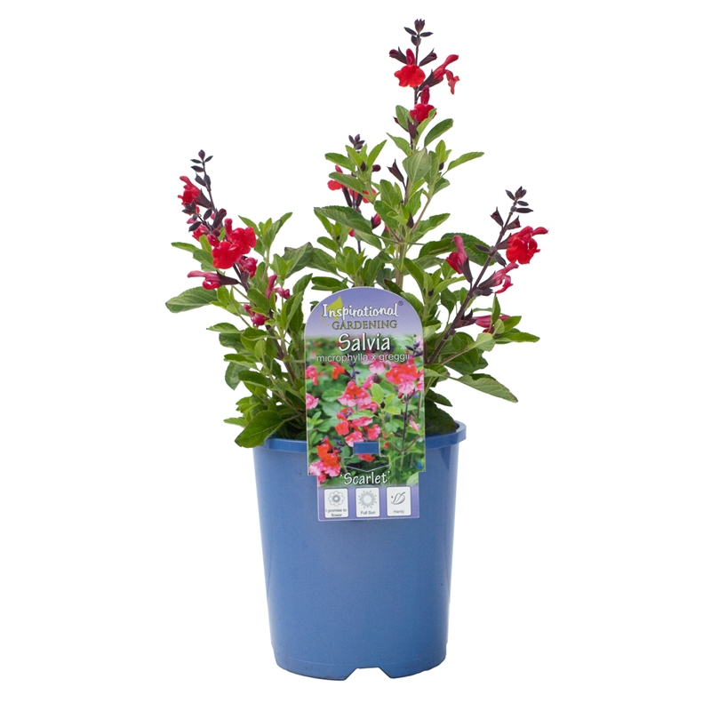 140mm Salvia Scarlet - Salvia microphylla x greggi | Bunnings Warehouse