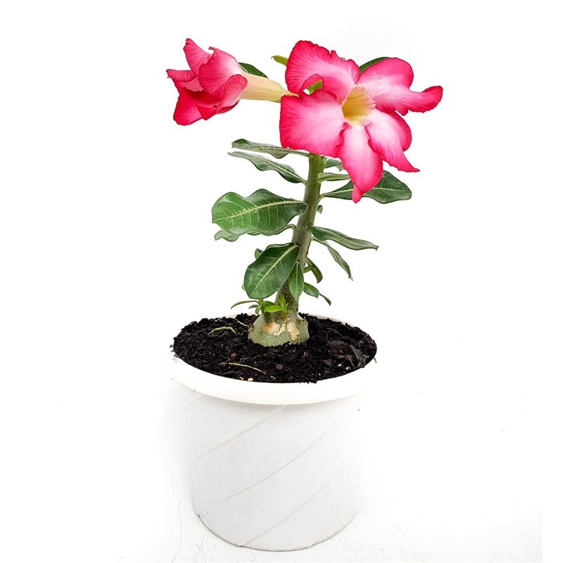 Is Desert Rose Poisonous to Cats and Dogs?