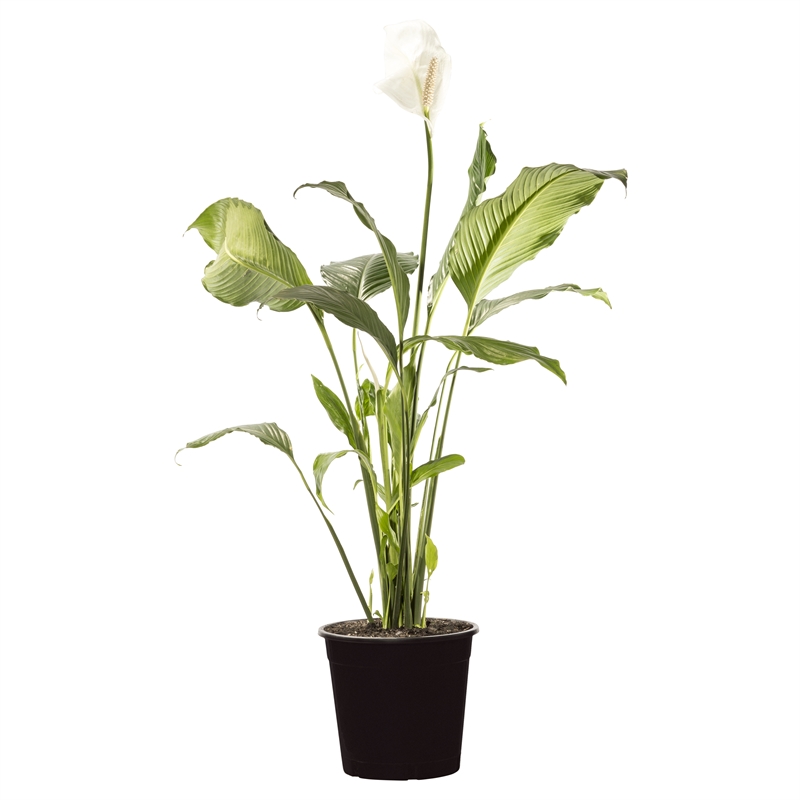 Спатифиллум завял. Спатифиллум Санни. Спатифиллум сенсейшен. Спатифиллум Санни Смайлс. Peace Lily (Spathiphyllum wallisii).