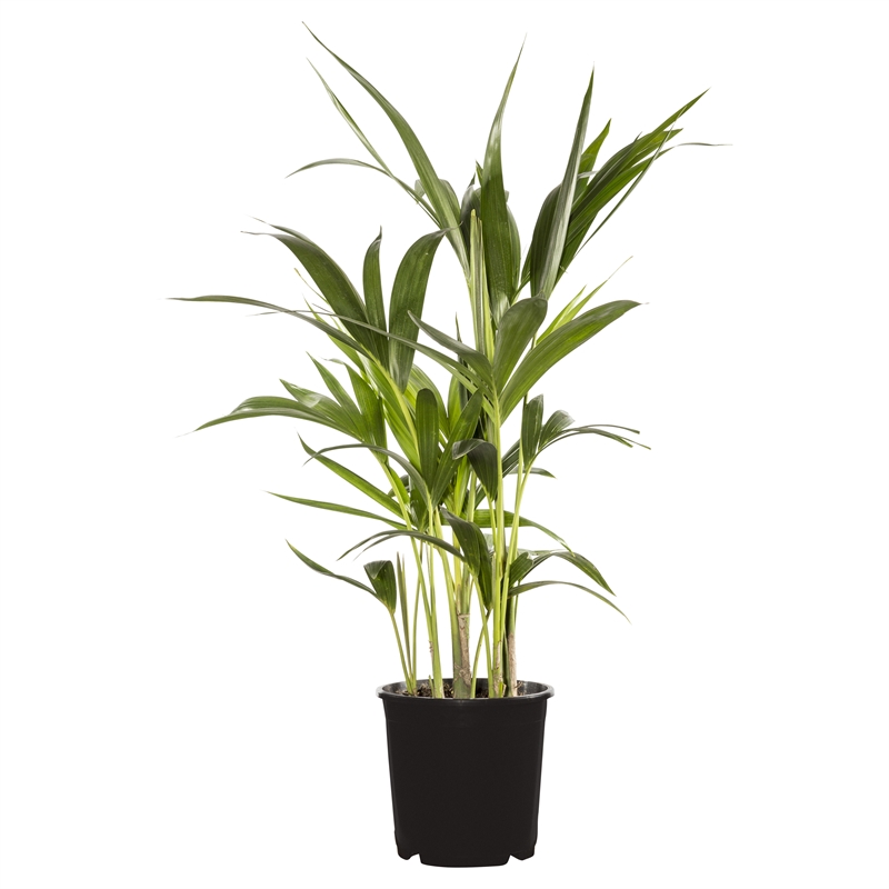 200mm Kentia Palm Howea forsteriana Bunnings Warehouse