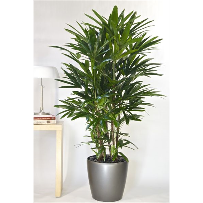 200mm Assorted Lady Palm - Rhapis excelsa | Bunnings Warehouse