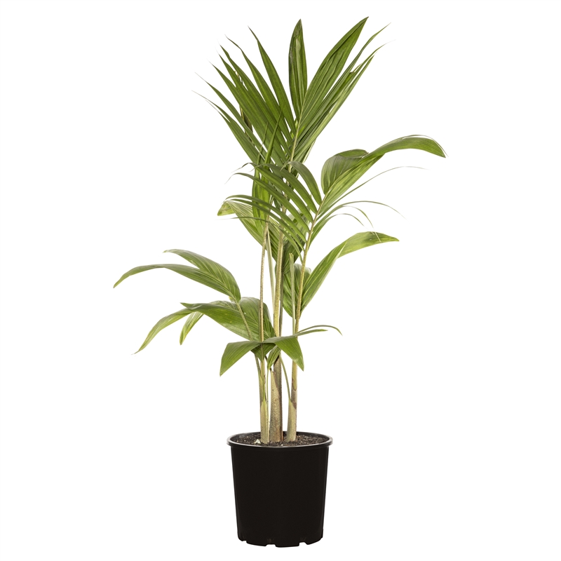 200mm Assorted Palms Bunnings Warehouse