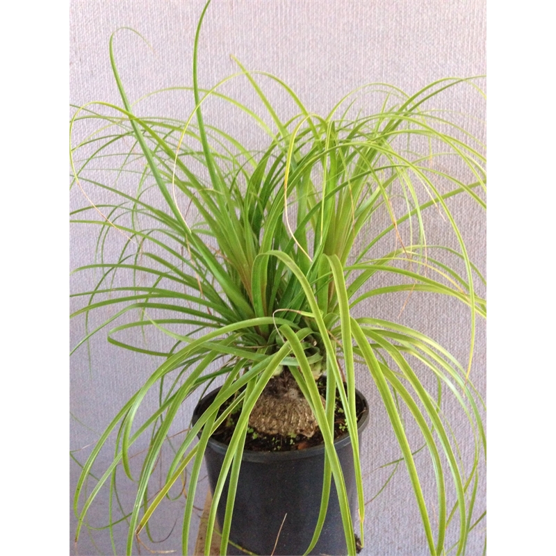  Beaucarnea Recurvata Ponytail Palm I/N 3530464  Bunnings Warehouse