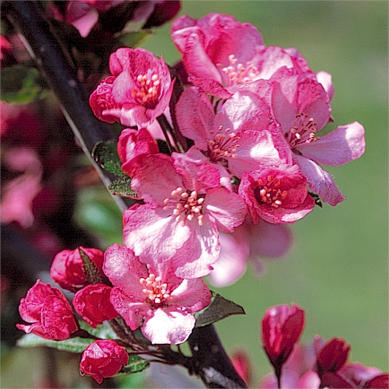 330mm Malus Hupehensis Strawberry Parfait Crab Apple I/N 3723643