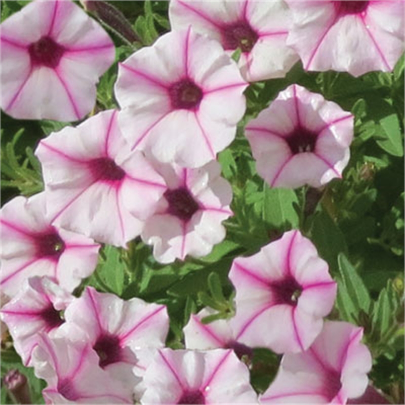 140mm Happitunia Pink Star Charm - Petunia hybrid | Bunnings Warehouse