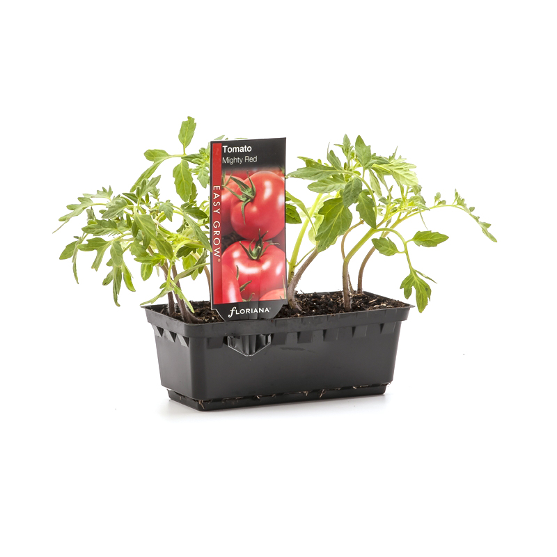 Floriana Easy Grow Vegetable Punnets | Bunnings Warehouse